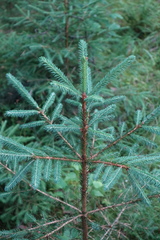Picea abies