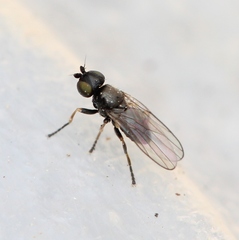 Oscinella trochanterata