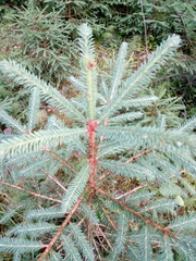 Picea abies