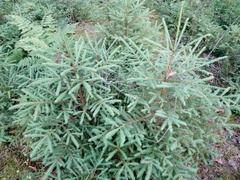 Picea abies