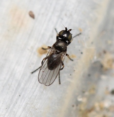 Oscinella trochanterata