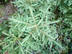 Picea abies