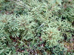 Picea abies
