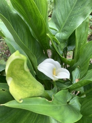 Zantedeschia pentlandii
