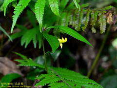 Lysimachia ardisioides