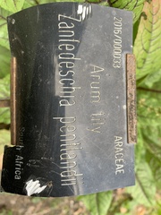 Zantedeschia pentlandii