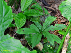 Habenaria pantlingiana