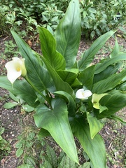 Zantedeschia pentlandii
