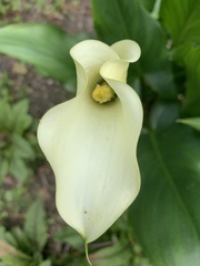 Zantedeschia pentlandii