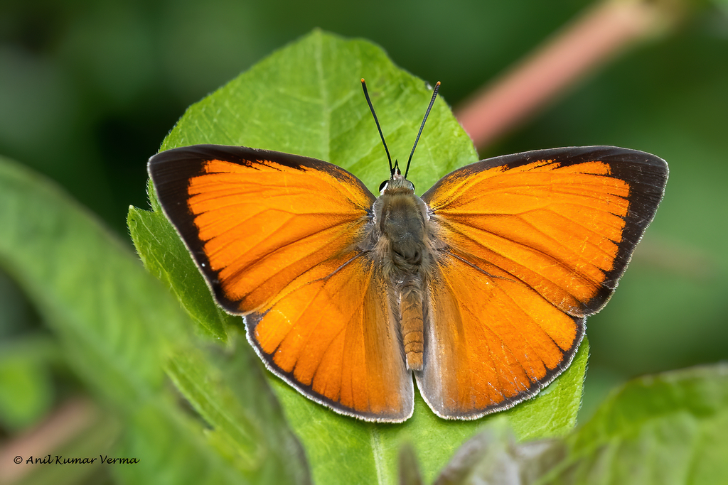 Indian Sunbeam (Butterflies of Mulund 2019-2023) · iNaturalist