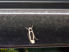 Thysanoptyx incurvata