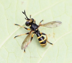 Conops flavipes