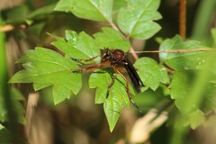 Diogmites platypterus