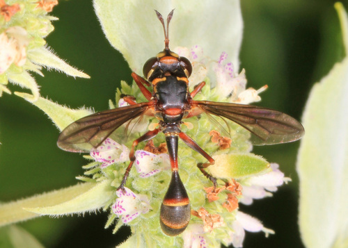 Physocephala marginata