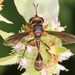 Physocephala marginata - Photo (c) Judy Gallagher, some rights reserved (CC BY-SA), uploaded by Judy Gallagher