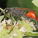 Parker's Thread-waisted Wasp - Photo (c) Judy Gallagher, some rights reserved (CC BY-SA), uploaded by Judy Gallagher