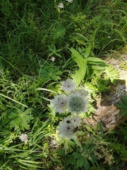 Astrantia