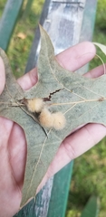 Callirhytis infuscata