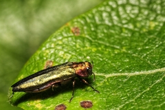 Agrilus viridis