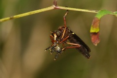 Diogmites platypterus