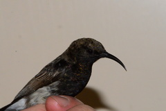 Cinnyris fuscus fuscus