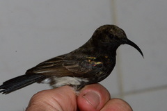 Cinnyris fuscus fuscus