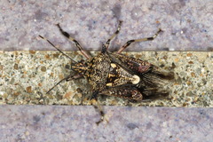 Eocanthecona furcellata