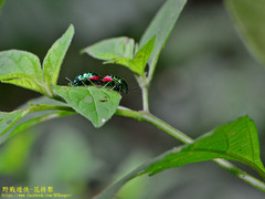Lamprocoris lateralis