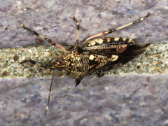 Eocanthecona furcellata