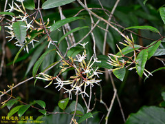 Anodendron benthamiana