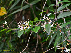 Anodendron benthamiana
