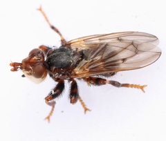 Myopa testacea