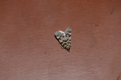 Aglossa disciferalis