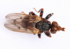 Myopa testacea