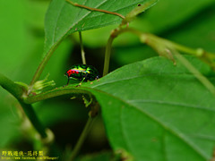 Lamprocoris lateralis