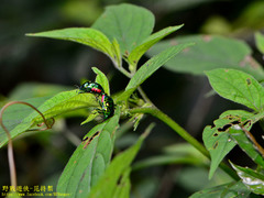 Lamprocoris lateralis