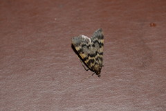 Aglossa disciferalis