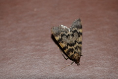 Aglossa disciferalis