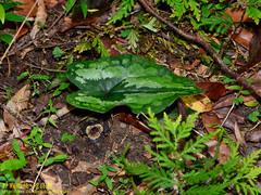 Asarum macranthum