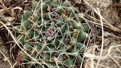 Mammillaria uncinata