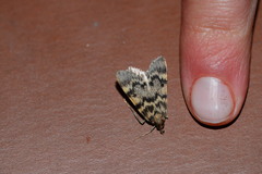 Aglossa disciferalis