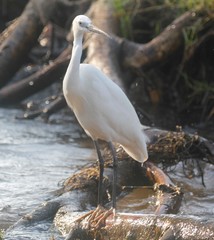 Egretta garzetta