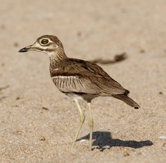 Burhinus vermiculatus