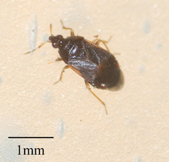 Cimicoidea