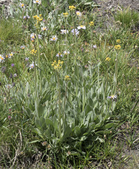 Senecio scorzonella
