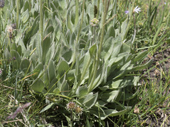 Senecio scorzonella