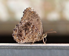 Praepedaliodes phanias