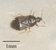 Cimicoidea