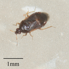 Cimicoidea