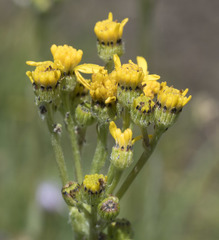Senecio scorzonella